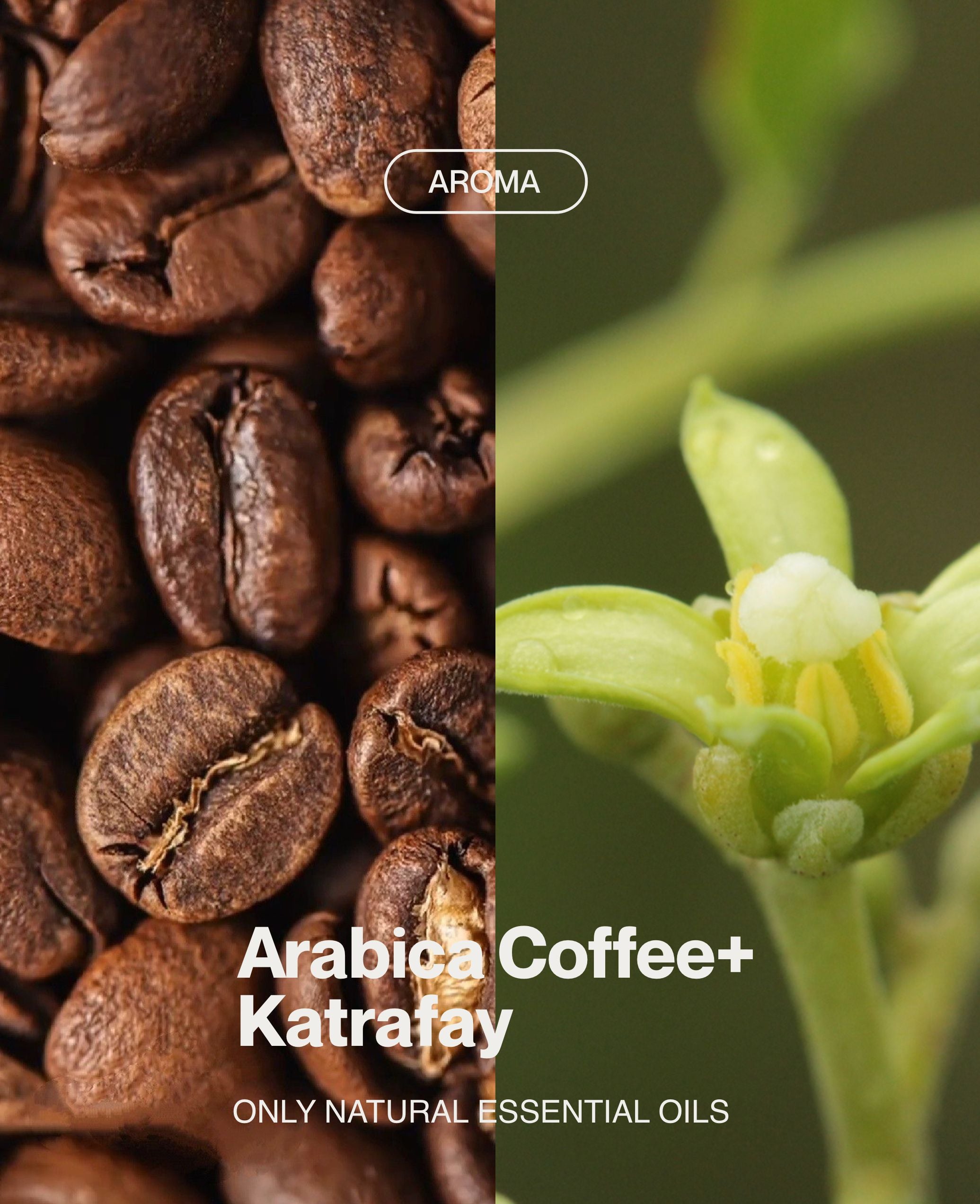 Contemporary wellness visual featuring roasted coffee beans and Katrafay plant as an ingredients of body scrub