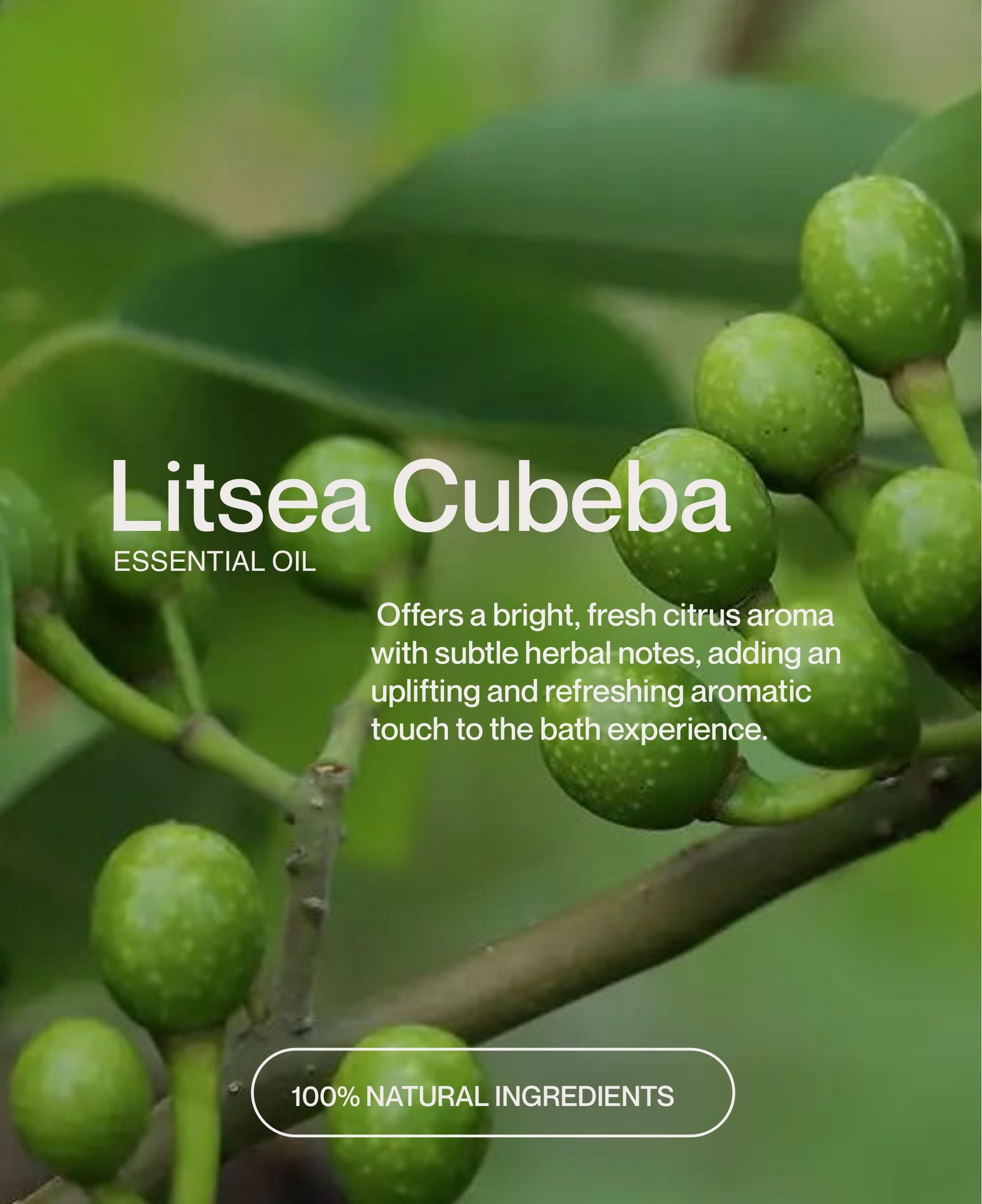 Litsea Cubeba essential oil with green fruit on branch, offers bright citrus aroma for refreshing bath creamer experience.